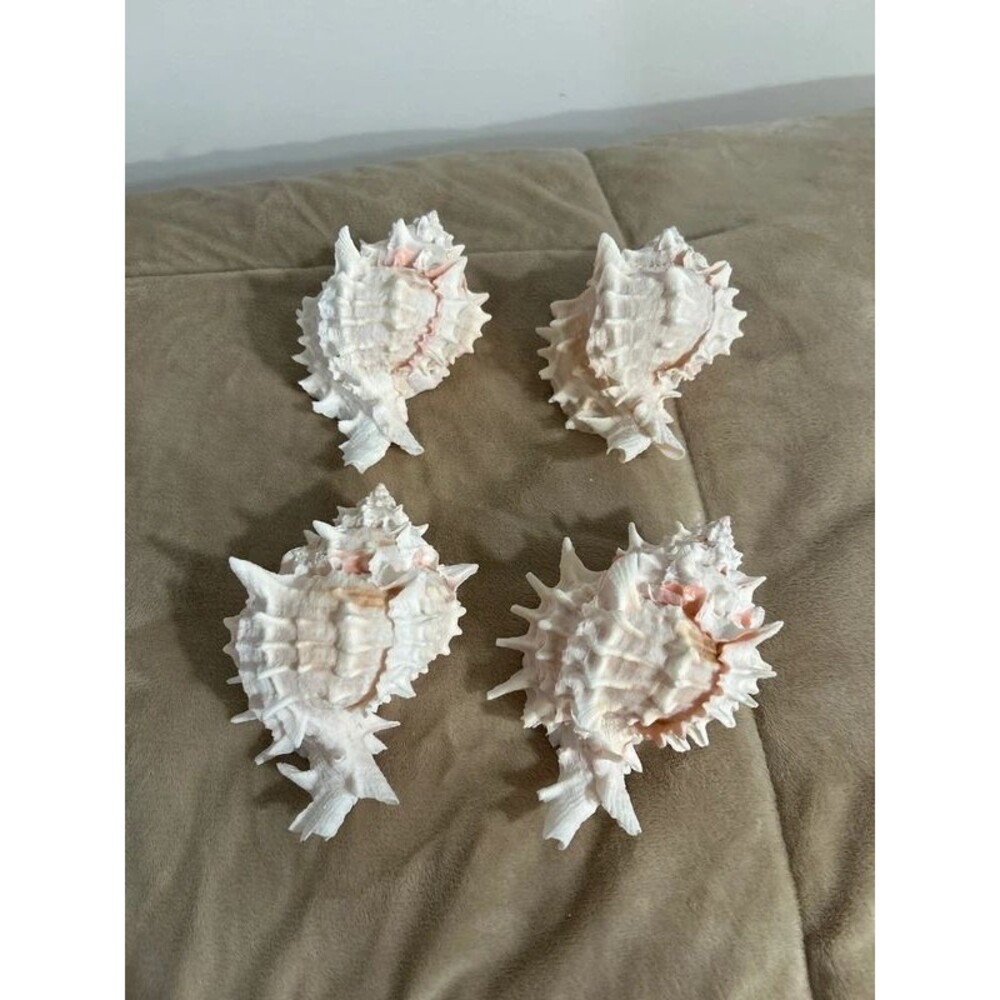 Pink Murex Conch Shells (4) - Picture 2 of 3